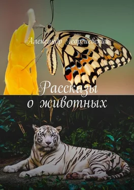 Александр Георгиевский Рассказы о животных обложка книги