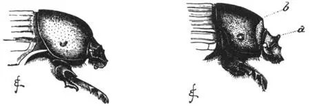 Fig 22 Linke Figur das Männchen von Onitis furcifer von der rechten Seite - фото 23