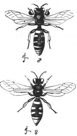Fig 9 Crabvo cribarius Obere Figur das Männchen untere Figur das Weibchen - фото 10