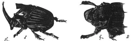 Fig 18 Phanaeus faunus Fig 19 Dipelicus cantori - фото 19