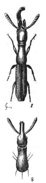 Fig 10 Taphroderes distortus stark vergrößert Obere Figur das Männchen - фото 11