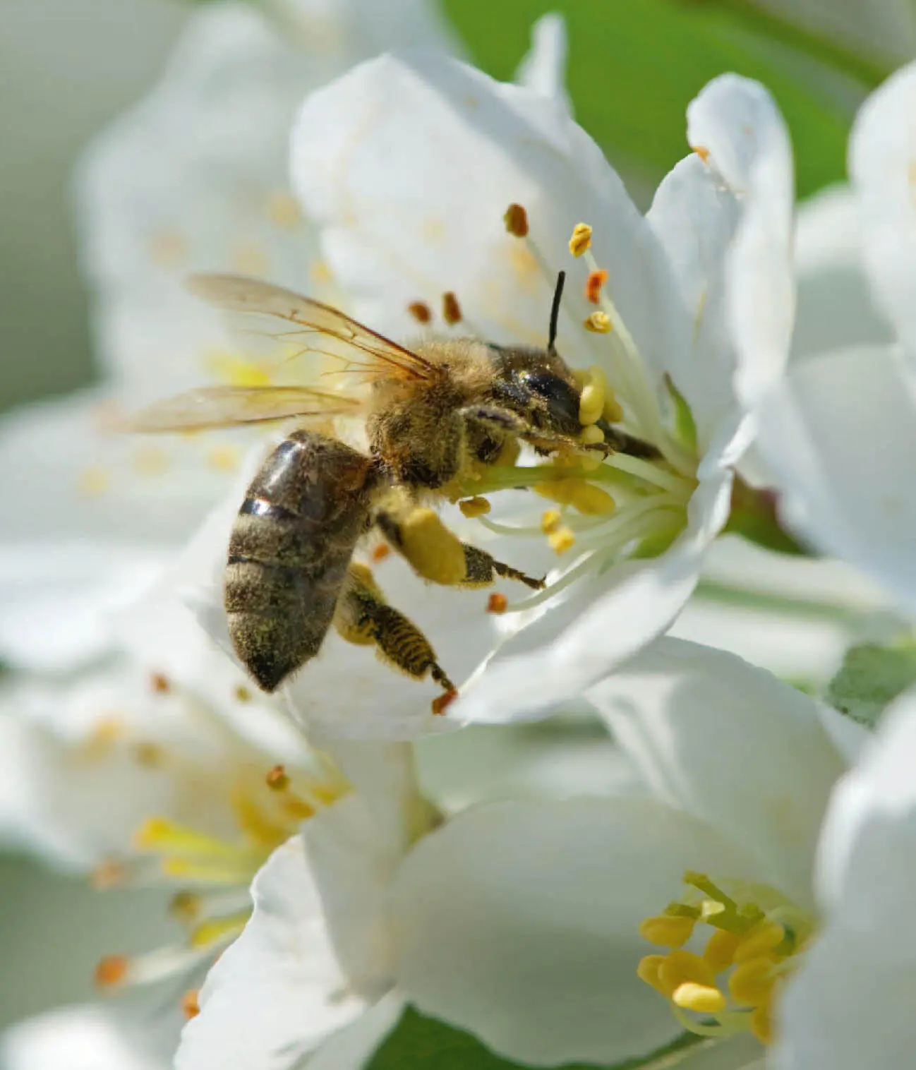 Bienen sind Vegetarier und damit weder an unserem Grillfleisch noch an der - фото 59