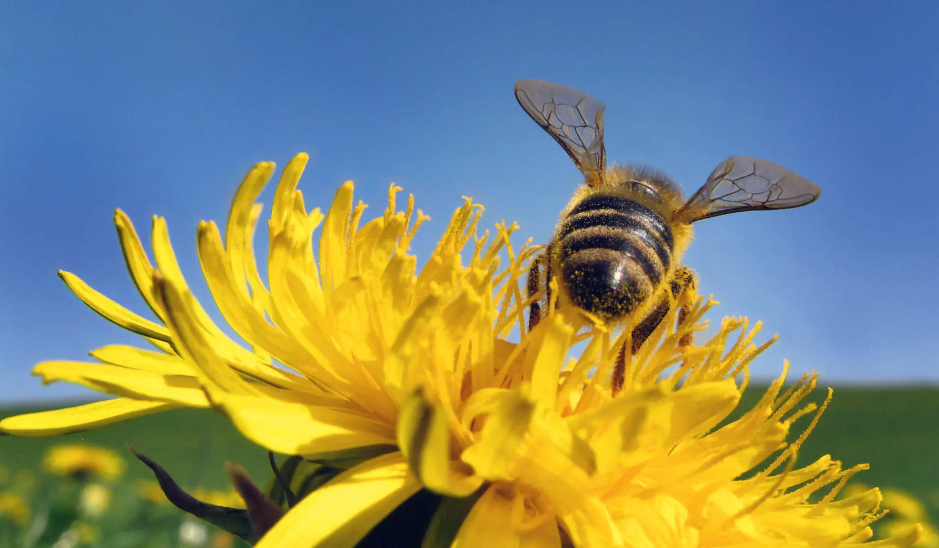 Das große Buch der Bienen - фото 1