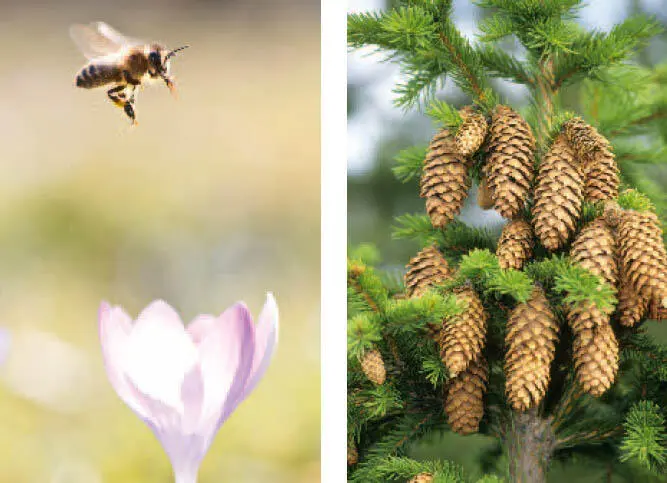 Möglicherweise trugen Bienen dazu bei dass sich vor 100 Millionen Jahren - фото 14