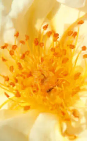 Oligolektische Bienen zeichnen sich dadurch aus dass sie ausschließlich Pollen - фото 60