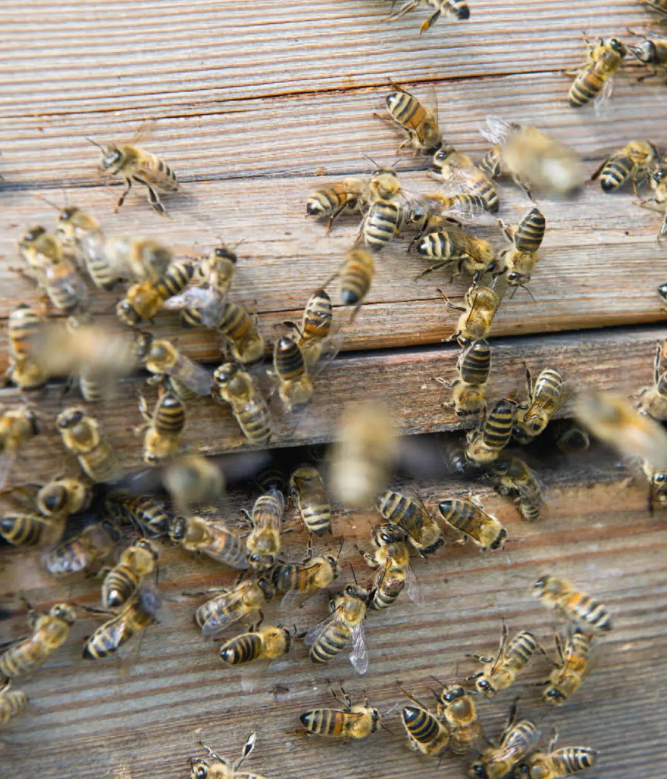 Während die Königin eifrig Eier legt und die Arbeitsbienen aus und - фото 6