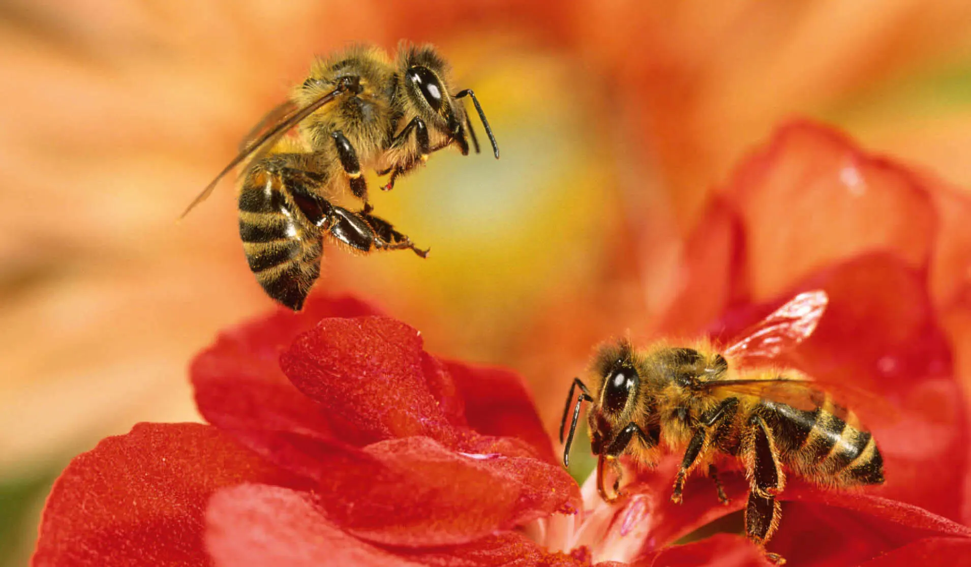 Arbeiterinnen sammeln Pollen Nektar und Honigtau um den Ertrag bald darauf in - фото 57
