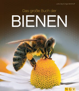 Jutta Gay Das große Buch der Bienen обложка книги