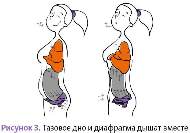 Диафрагма эмоциональная мышца Отрицательные эмоции препятствуют свободному - фото 3