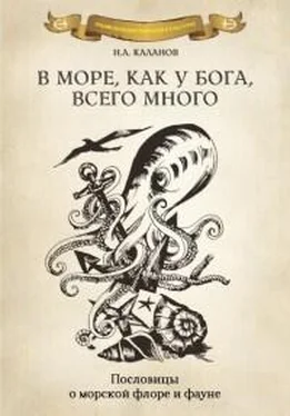 Николай Каланов В море как у Бога, всего много. Пословицы о морской флоре и фауне обложка книги