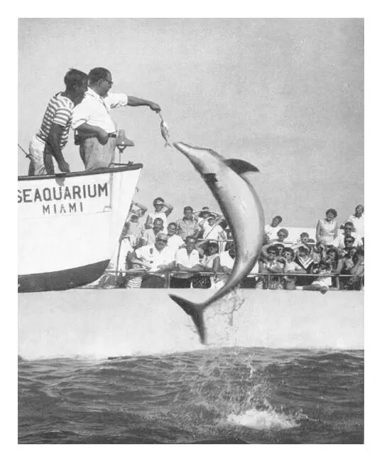 Tümmler sind die klügsten Seetiere die ich kenne Im Aquarium in Miami - фото 53
