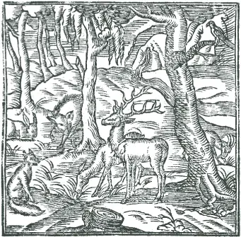 Reich am Wildprät Abbildung in Johann Georg Schlehs Hystorischer Relation - фото 23