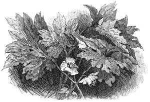 XV HESTER AND PEARL Table of Contents So Roger Chillingworth a deformed old - фото 43