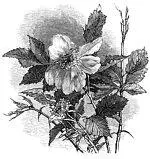 A throng of bearded men in sadcoloured garments and grey steeplecrowned - фото 6