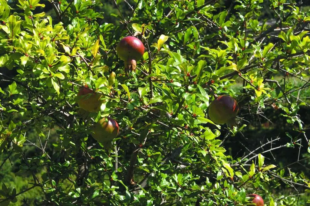 Flora y fauna Granado en los Alpes albaneses Marianne Müller Como la - фото 135