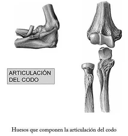 TRONCO Consideramos como tronco aquello que no es cabeza y extremidades por - фото 39