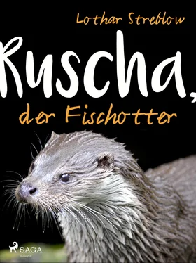 Lothar Streblow Ruscha, der Fischotter обложка книги