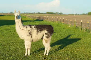Llama Definición MicraSegún la Real Academia Española el término micra - фото 12