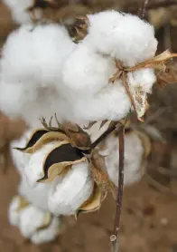 Flor de algodón La cápsula se abre al alcanzar la madurez desprendiéndose la - фото 18