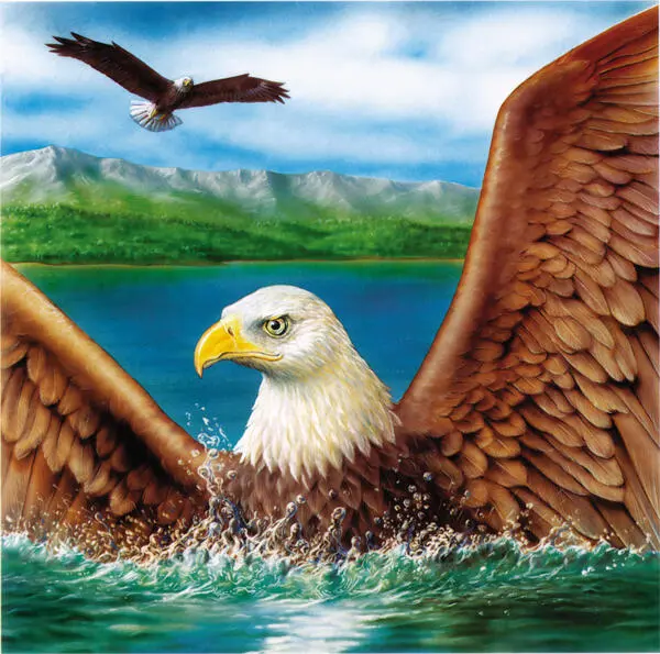 Águila de cabeza blanca bañándose para limpiarse las plumas VUELOS NUPCIALES - фото 7