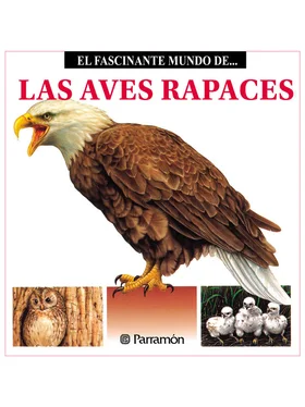 Maira Àngels Julivert Las Aves Rapaces обложка книги