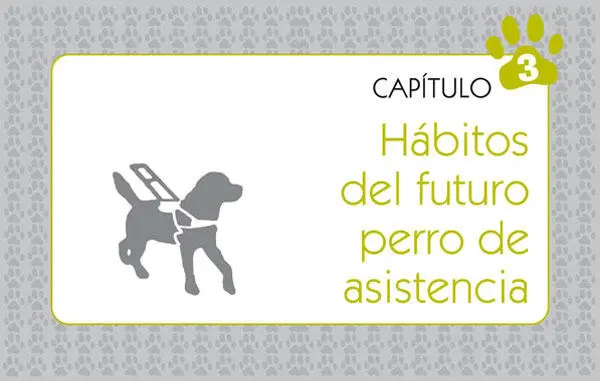 Además de la obediencia básica Vamos a darte las claves y sugerirte muchos - фото 25