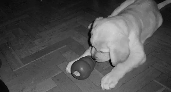 Los juguetes que utilices para interactuar con tu perro son tuyos y deben estar - фото 29