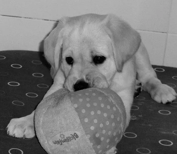 Entrenamiento canino para personas con discapacidad - изображение 23