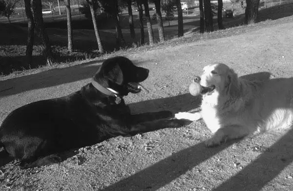 Hábitos higiénicos El perro no debe hacer sus necesidades dentro de casa y es - фото 30