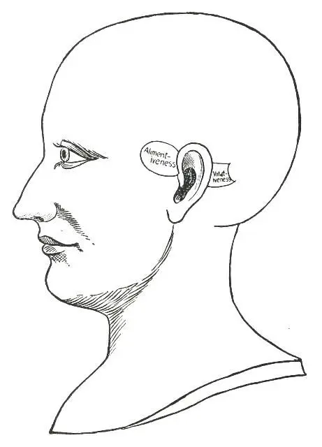 Fig 4 THE VITATIVE QUALITIES Vitativeness This quality manifests in a strong - фото 6