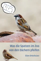 Ellen Driechciarz - Was die Spatzen im Zoo von den Dächern pfeifen