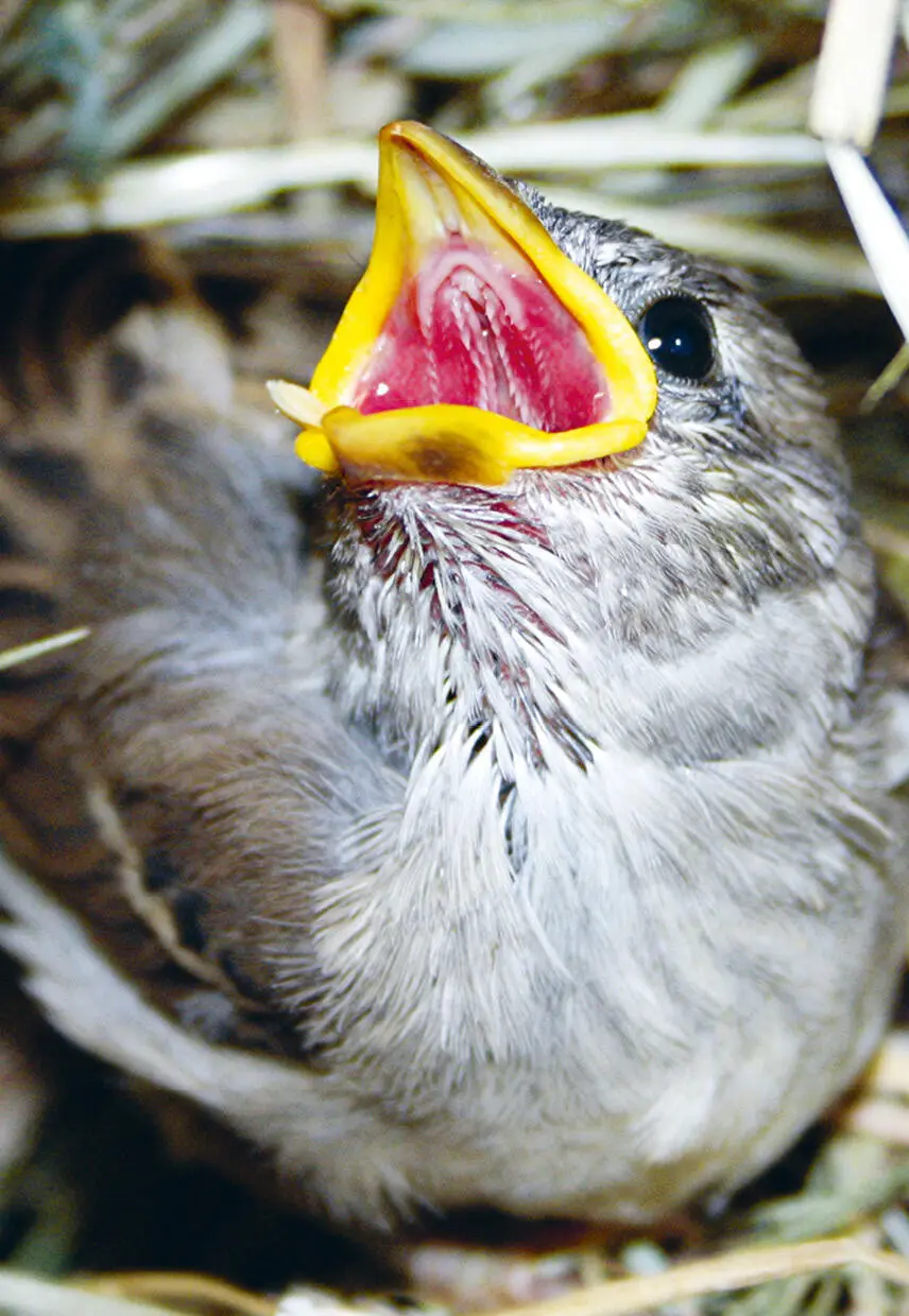 Die Ermahnungen der Spatzeneltern Haben junge Vögel ihr Nest verlassen - фото 6