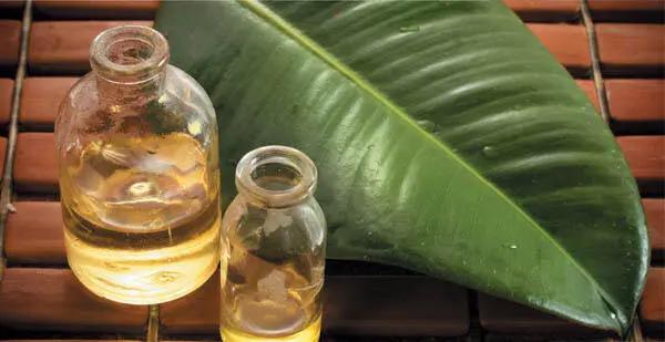 En la civilización griega se empleaban sobre todo los aceites Se extraían de - фото 23