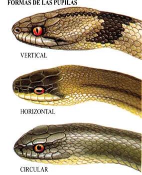 La pupila no tiene la misma forma en todas las especies Las formas que ves en - фото 3
