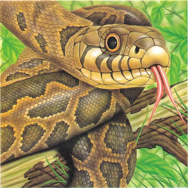 Las distintas especies de serpientes se diferencian por el número y el orden en - фото 4