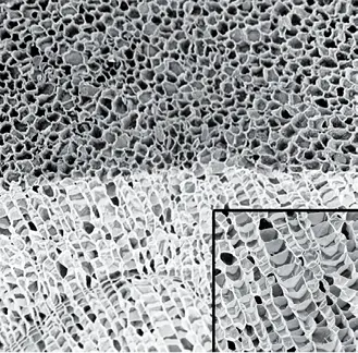 Superficie de un tapón de corcho natural al microscopio Sabía que Las - фото 7
