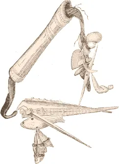 Fig 472 Common pattern of needle case Iglulik From Parry II p 548 - фото 191