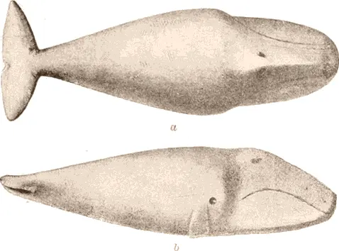 Carving representing whale In the possession of Mrs Adams Washington 11 - фото 278