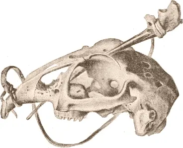 Fig 519 Skull used in the game ajegaung from Ungava Bay From L M - фото 239