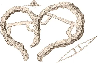Fig 500 Plan of stone house in Anarnitung Cumberland Sound From a drawing - фото 219