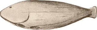 Fig 458 Bait used in fishing with hooks National Museum Washington - фото 174