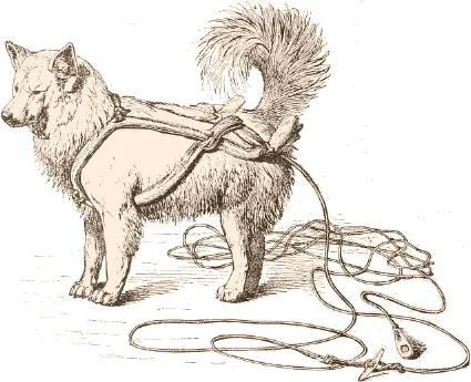 Fig 487 Ano or dog harness Museum für Völkerkunde Berlin IV A 6730 It - фото 206