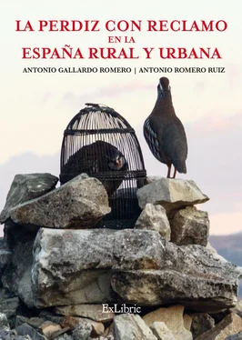 Antonio Gallardo Romero La perdiz con reclamo en la España rural y urbana обложка книги