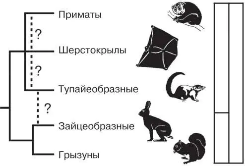 Потомки эуархонтоглиров Такова наша дальняя родня белки зайцы да древесные - фото 1