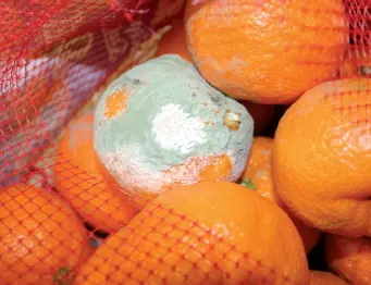 Moho en la superficie de una naranja 5 Factores que determinan el desarrollo - фото 33