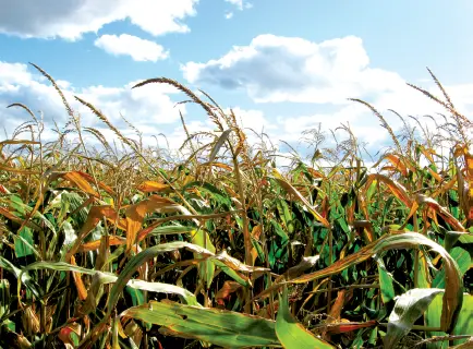 Durante el cultivo o recolección de los alimentos se pueden producir factores - фото 7
