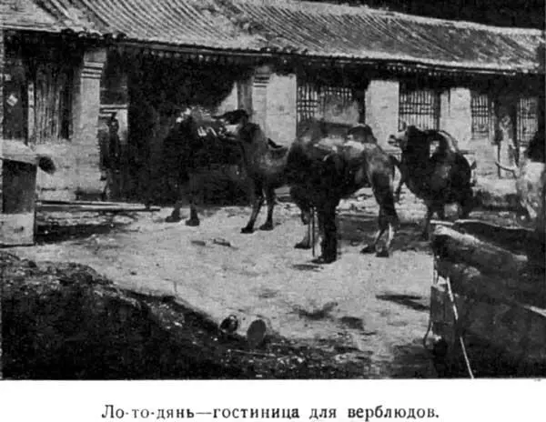 Лотодянь гостиница для верблюдов Они спят тут же рядом с верблюдами на - фото 17