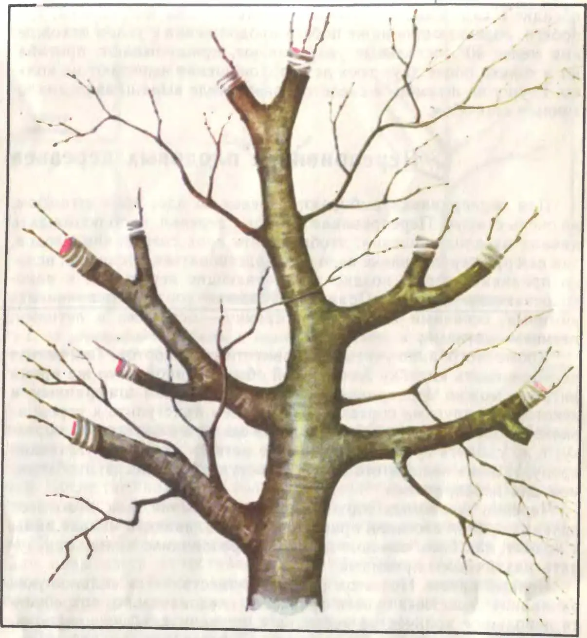 Рис 20 Перепрививка плодового дерева с укорачиванием скелетных ветвей по Н - фото 22