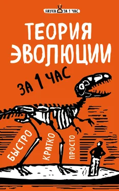 Наталья Сердцева Теория эволюции за 1 час обложка книги