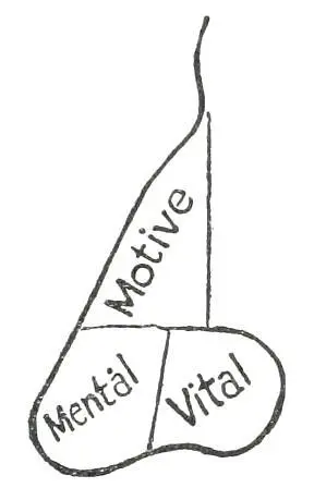 Fig 22 THREE TEMPERAMENTS In Fig 22 we see the classification adopted by some - фото 24